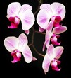 four orchids