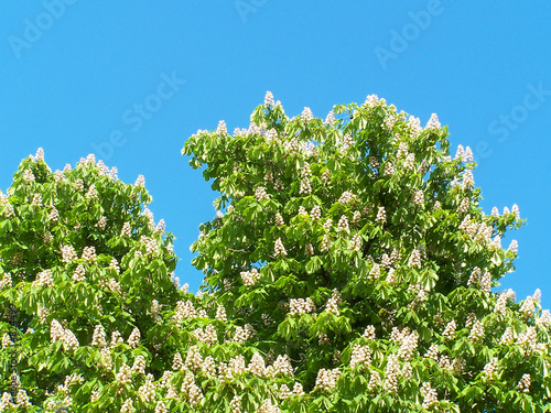 Photo: chestnut chestnut