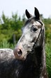 Foto: appaloosa head appaloosa head