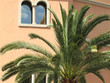 palmier à nice palmier à nice