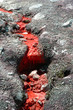 river of blood
