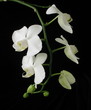 weisse orchidee