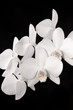 Orchidee