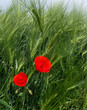 getreidefeld mit klatschmohn getreidefeld mit klatschmohn