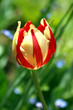 tulip.