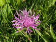 fleur mauve dans herbe fleur mauve dans herbe