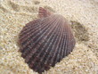 coquillage coquillage