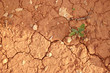 terra rosso terra rosso