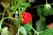 fraise