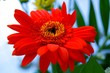 fleur rouge