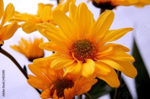 fleur jaune