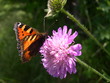 papillon sur une fleur 4