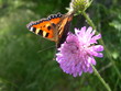 papillon sur une fleur 3