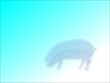 schwein