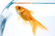 goldfish