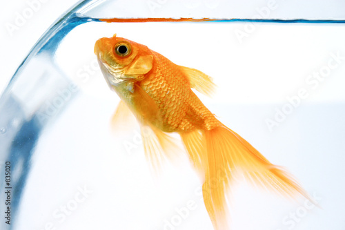 goldfish goldfish