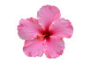 Foto: hibiskusblüte rosa hibiskusblüte rosa