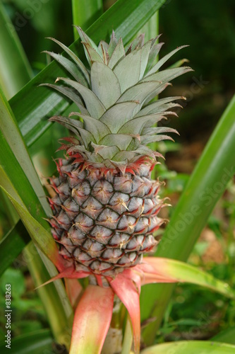 ananas ananas