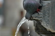 pigeon 5