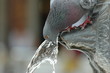 pigeon 3