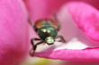 japanese beetle