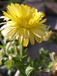 calendula flower