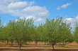 orchard in springtime