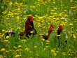 cock and chicks