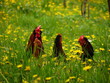 leadership concept in nature leadership concept in nature