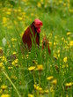 cock in grass cock in grass