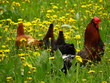 farm animals in grass farm animals in grass