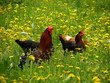 roster and chicks in long grass roster and chicks in long grass