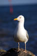 seagull