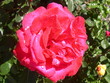 rose aprés la pluie