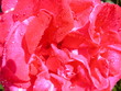 rose aprés la pluie