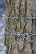 chained tree 2 chained tree 2
