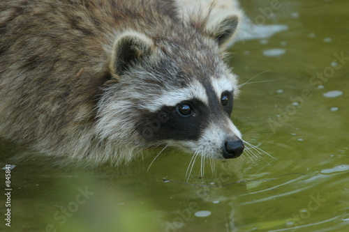 portrait de râton laveur
