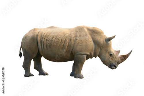 rhinoceros isolated
