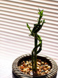 bamboo stalks growing in clay pot in sunlight. bamboo stalks growing in clay pot in sunlight.