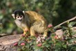 monkey on branch