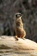 meer cat on the rocks
