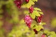 bramble