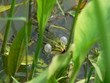 singender frosch