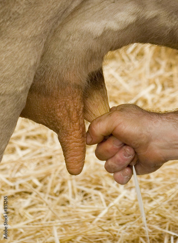leche fresca leche fresca