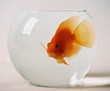fisch im glas ii fisch im glas ii