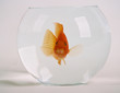 fisch im glas