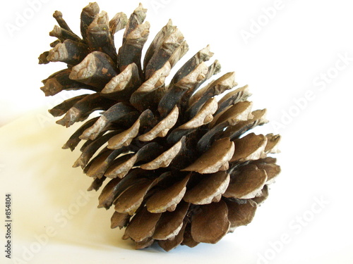 pomme de pin