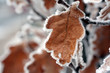 winternatur winternatur
