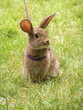 rabbit on a leash rabbit on a leash