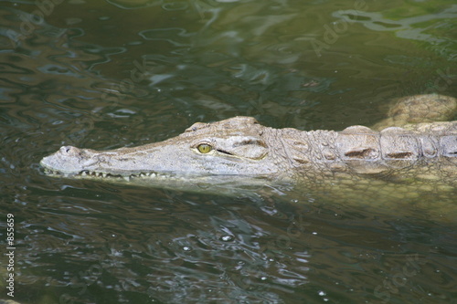 mister croco